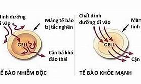 Đào Thải Độc Tố Tử Cung